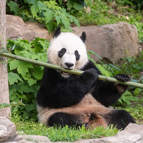 A FedEx plane will take giant panda Bei Bei on 15-