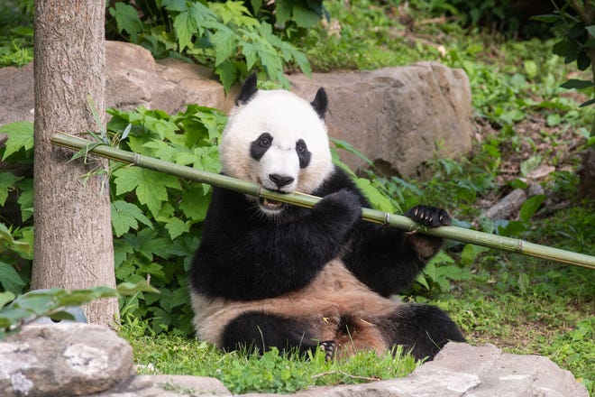A FedEx plane will take giant panda Bei Bei on 15-plus hour flight from the U.S. to China.