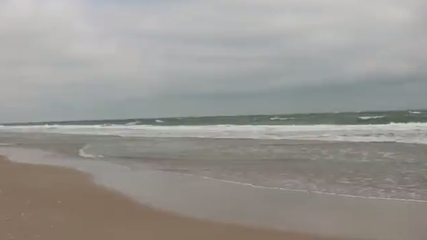 Cows that were swept from their Cedar Island, Nort