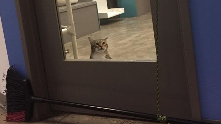 Shelter Cat Quilty In Houston Frees Other Cats Gets Put In Solitary