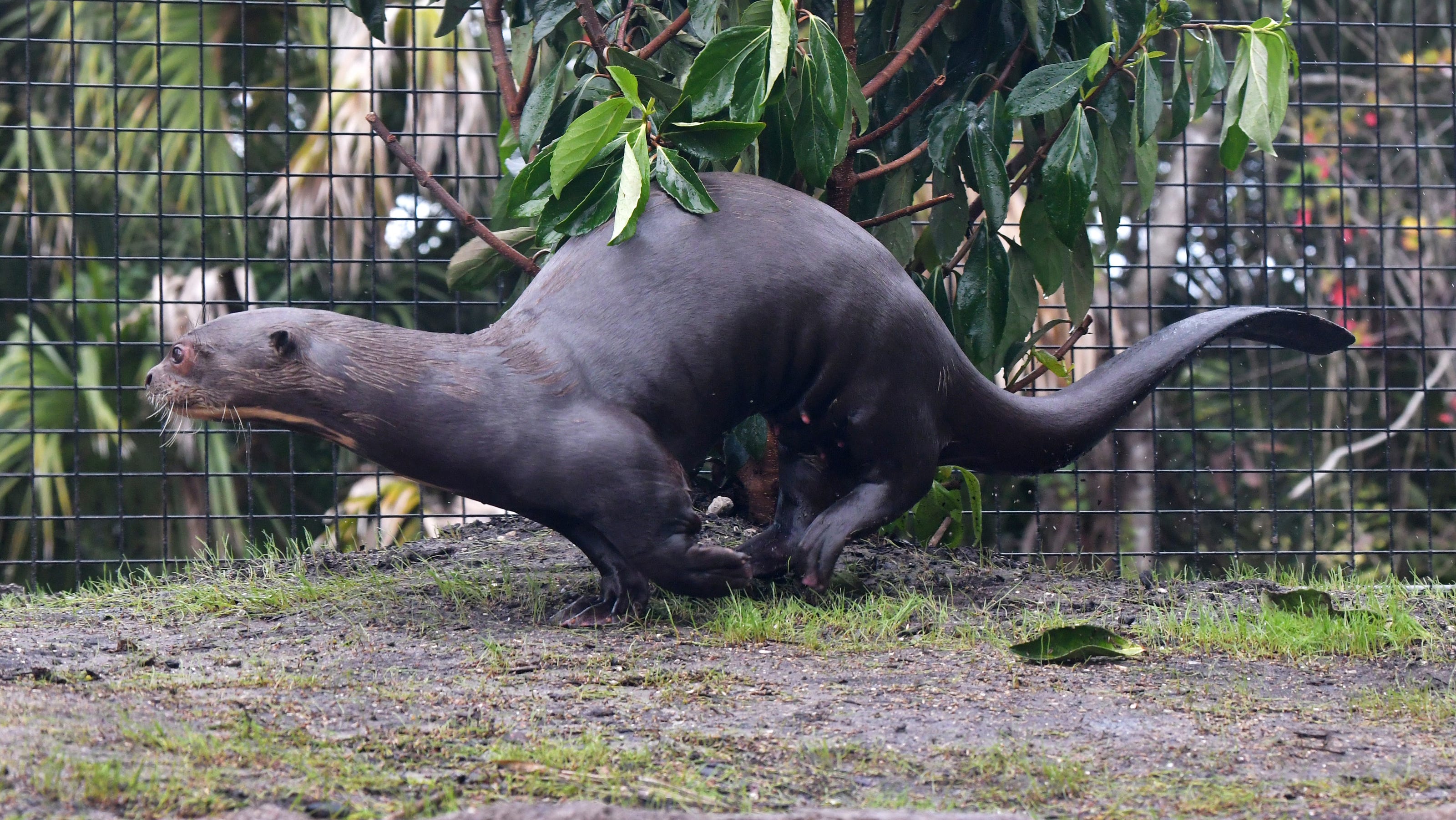 Giant Otters Move Into Brevard Zoo S New Rainforest Revealed Loop