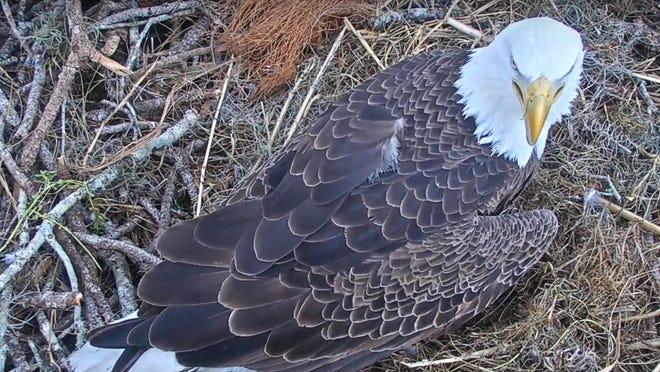 Southwest Florida Eagle Cam First Of Two Eaglets Born To Harriet M15