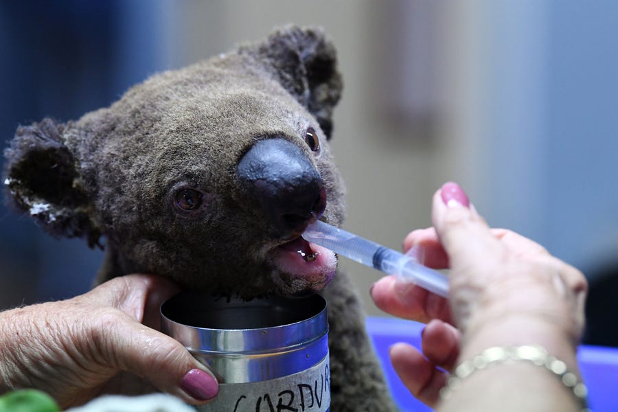 A dehydrated and injured Koala receives treatment at the Port Macquarie Koala Hospital in Port Macquarie on November 2, 2019, after its rescue from a bushfire that has ravaged an area of over 2,000 hectares. - Hundreds of koalas are feared to have burned to death in an out-of-control bushfire on Australia's east coast, wildlife authorities said Oct. 30.
