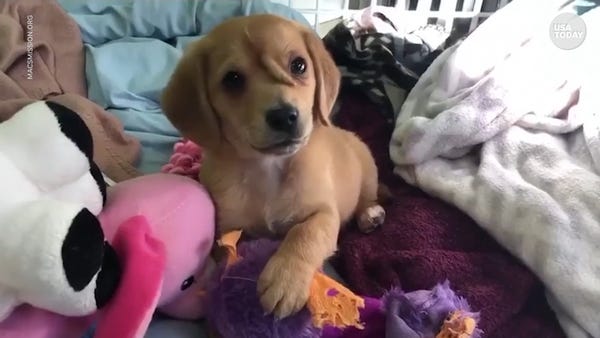 Narwhal, the 'unicorn' puppy with tail on his face
