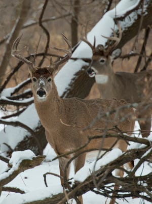 Two Whitetail Bucks in the winter
