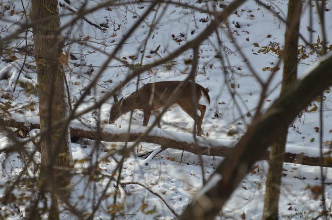 A doe paws through the woods near Lake Macbride State Park after the Veteran’s Day snowfall in this photo contributed by retired DNR information specialist Joe Wilkinson of rural Solon.