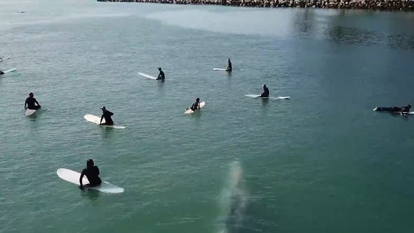 A whale swims underneath surfers near Dahoney Stat