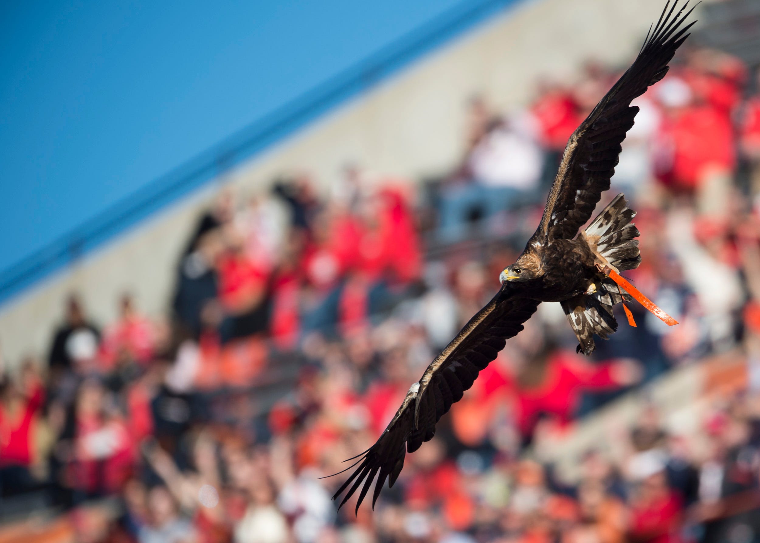 Auburn retires War Eagle VII Nova, names Aurea as War Eagle VIII