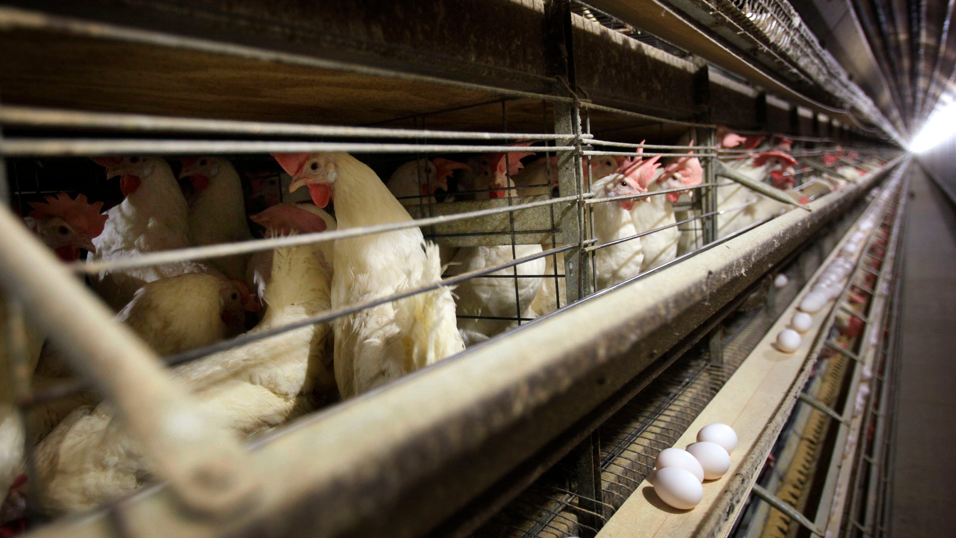 3M hens will be destroyed in Wisconsin egg laying flock due to bird flu