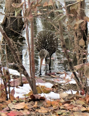A winter siting of a limpkin in the Ottawa National Wildlife Refuge near Oak Harbor.