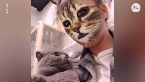 Adorable cats have hilarious reactions to cat face