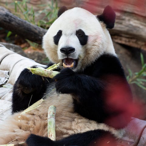Giant panda Bei Bei feeds on sugarcane for a snack
