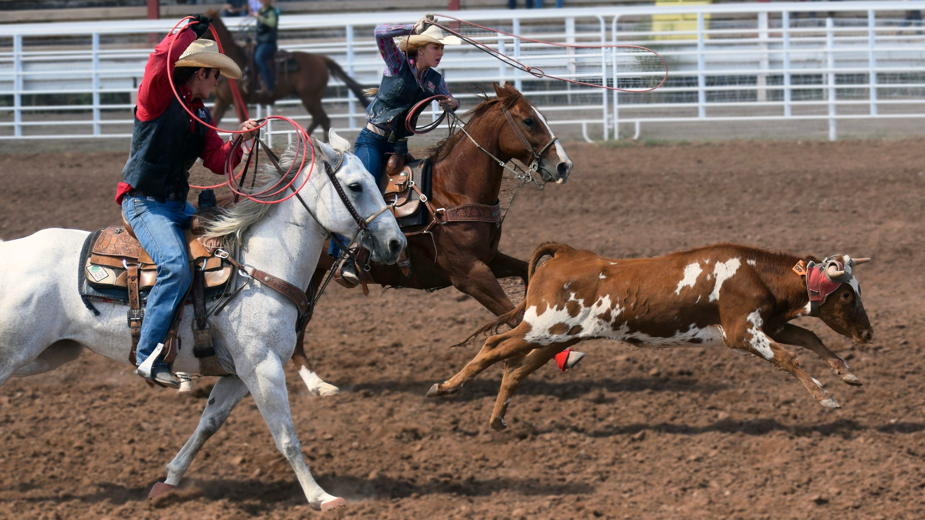 NMSU rodeo teams wrap up fall season, prepare for spring NMSU rodeo teams wrap up fall season, prepare for spring