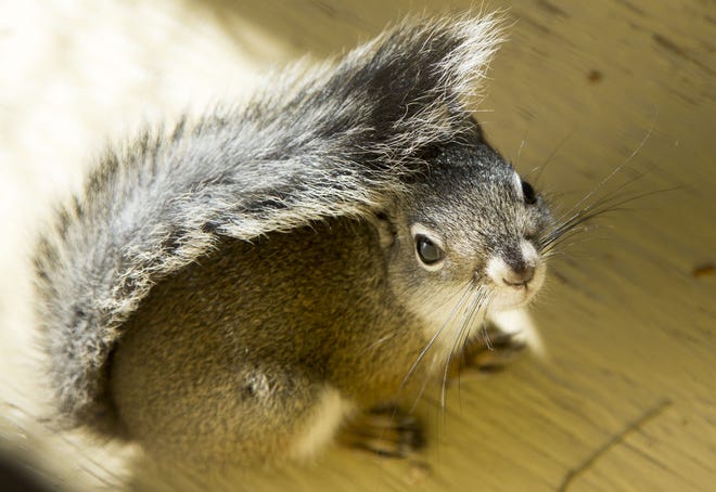 Poco più di 100 scoiattoli rossi di Mount Graham sono ora lasciati allo stato brado, affermano i funzionari della fauna selvatica.