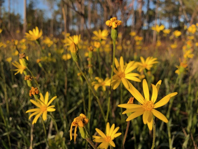 In the fall through early winter, delicate narrowleaf silkgrass stalks are topped with clusters of lemon-yellow blooms.