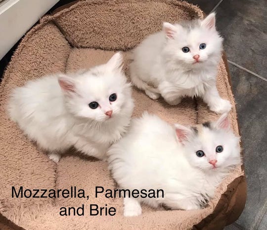 Mozzarella Parmesan And Brie