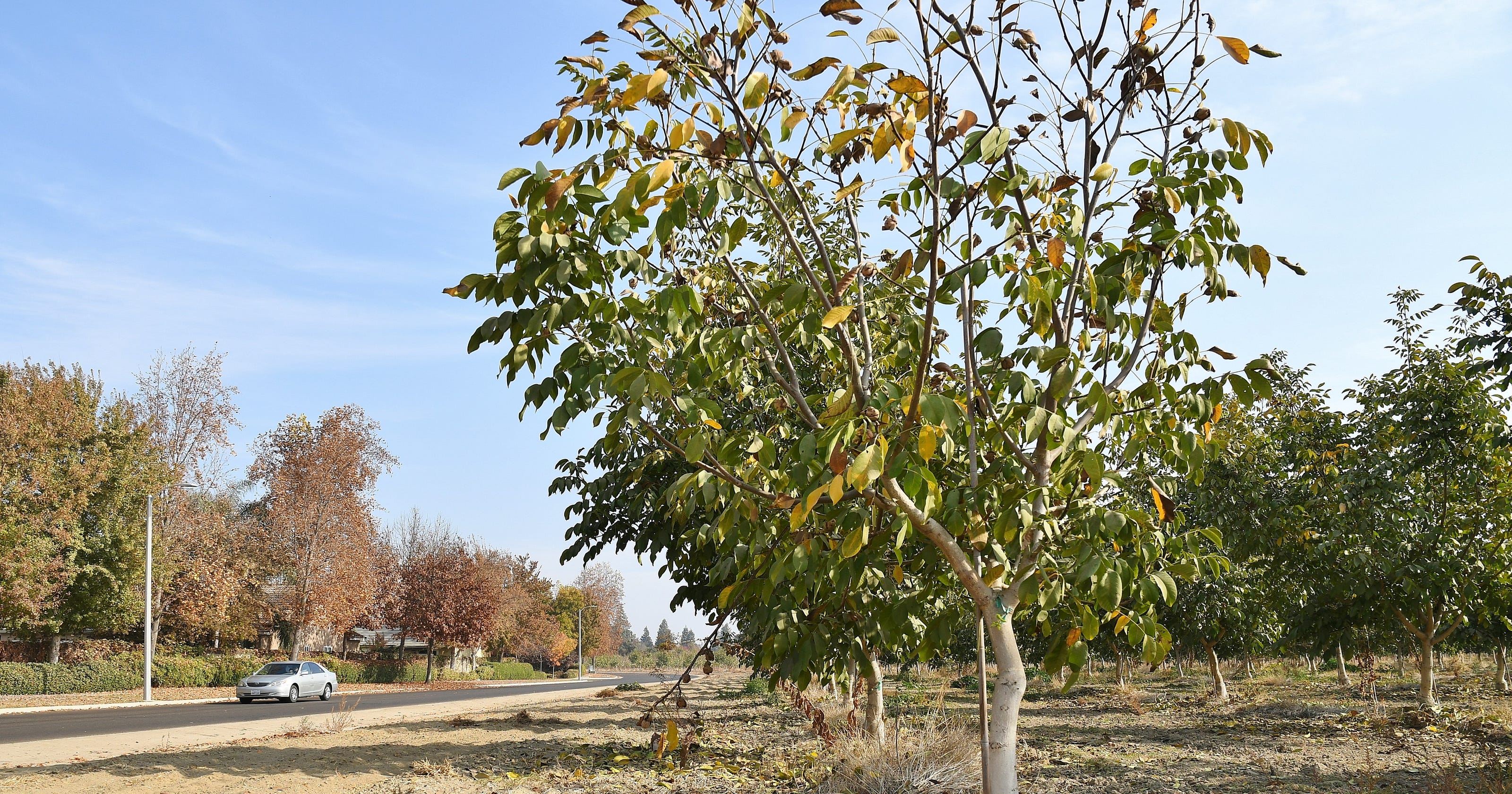 Visalia Is Getting Out Of The Walnut Business At A 100k Loss