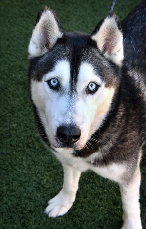 Jax is a 2-year old, black and gray, neutered male Husky mix. He is calm and well-behaved. Jax is available for adoption at the Wichita Falls Animal Services Center.