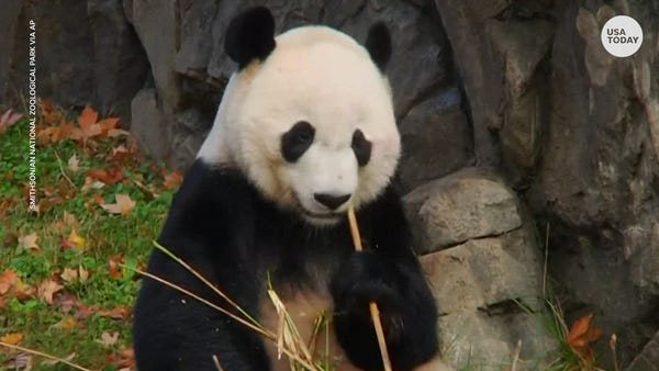 Panda Bei Bei heading says goodbye to U.S. home af