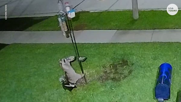 Raccoon and skunk partner up to steal seed from bi