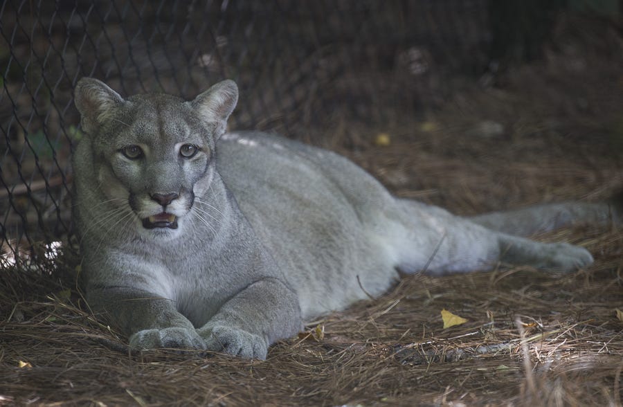A Florida panther is seen on display at the Palm Beach Zoo on August 22, 2019 in Palm Beach, Florida.  The Florida panther is an endangered species that is further threatened by climate change, a new study suggests.