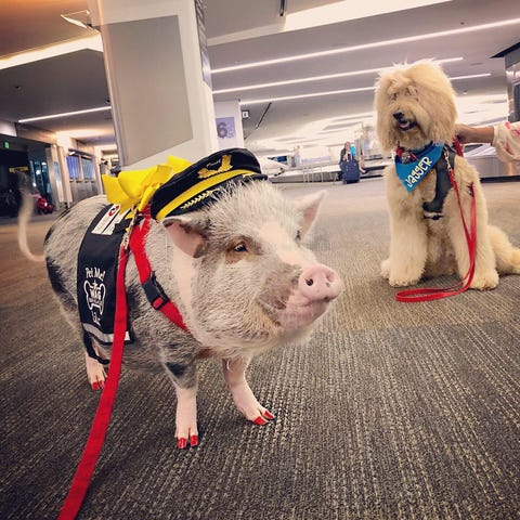 Airport therapy pigs may become the next big thing