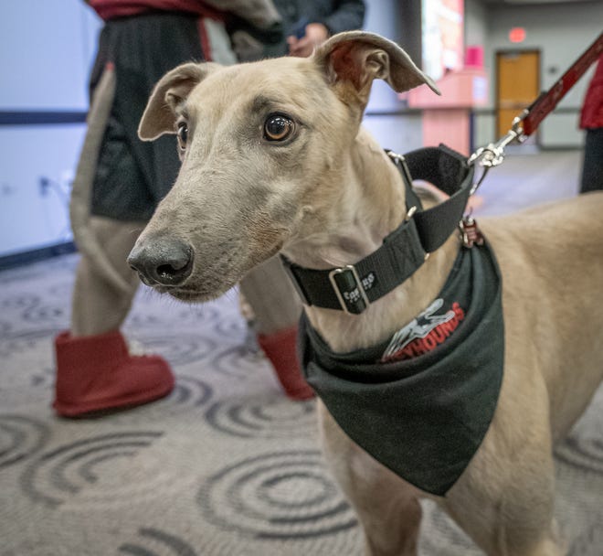 UIndy Greyhound's new live mascot Grady is introduced to the UIndy community in Schwitzer on Wednesday, November 20, 2019.