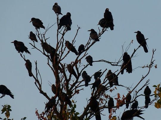 Crows are among the most intelligent birds and even mourn their dead