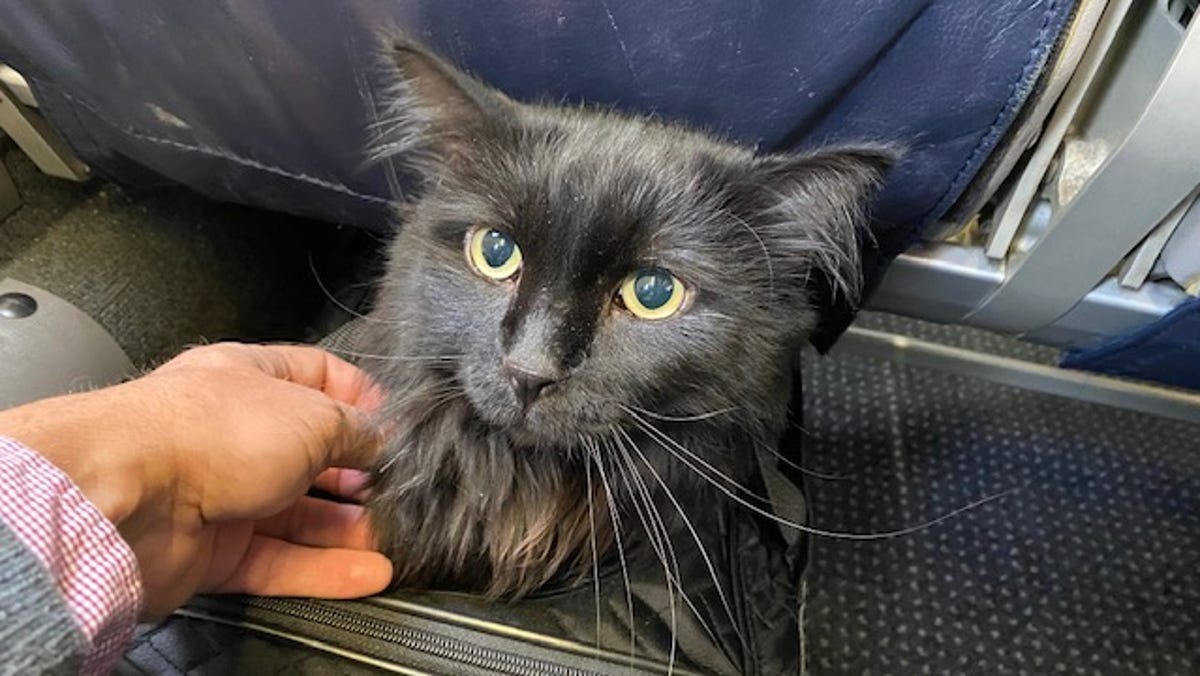 Thanks To A Microchip Sasha The Cat Returned Home After 5 Years