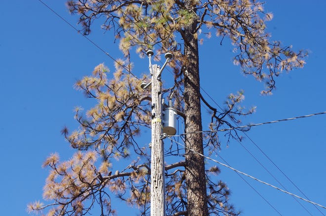 Lakehead residents said they were concerned about this tree damaging nearby Pacific Gas and Electric Co. power lines.