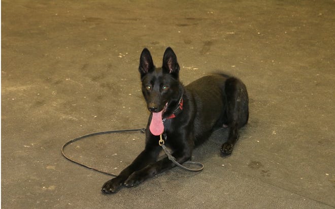 Rhinelander police dog Jason, named in honor of fallen Everest Metro Detective Jason Weiland.
