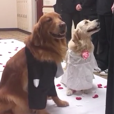 Hospital Throws Wedding For Golden Retriever Therapy Dogs
