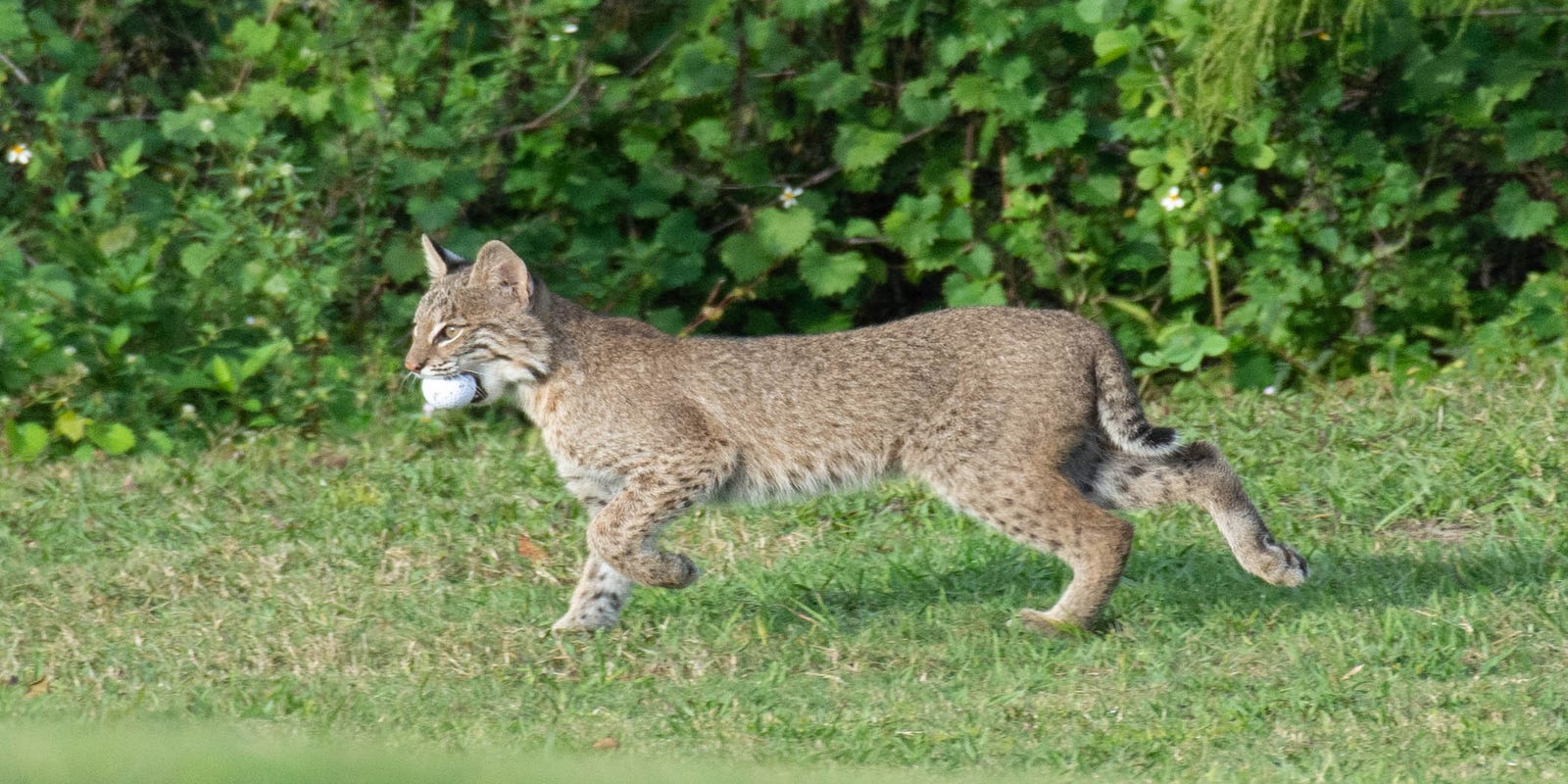 Bobcat kittens play with golf ball at Bonita Fairways Golf Course