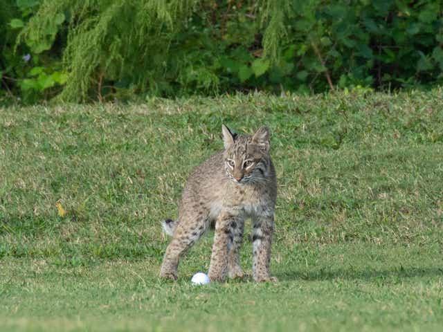 Bobcat Kittens Play With Golf Ball At Bonita Fairways Golf Course