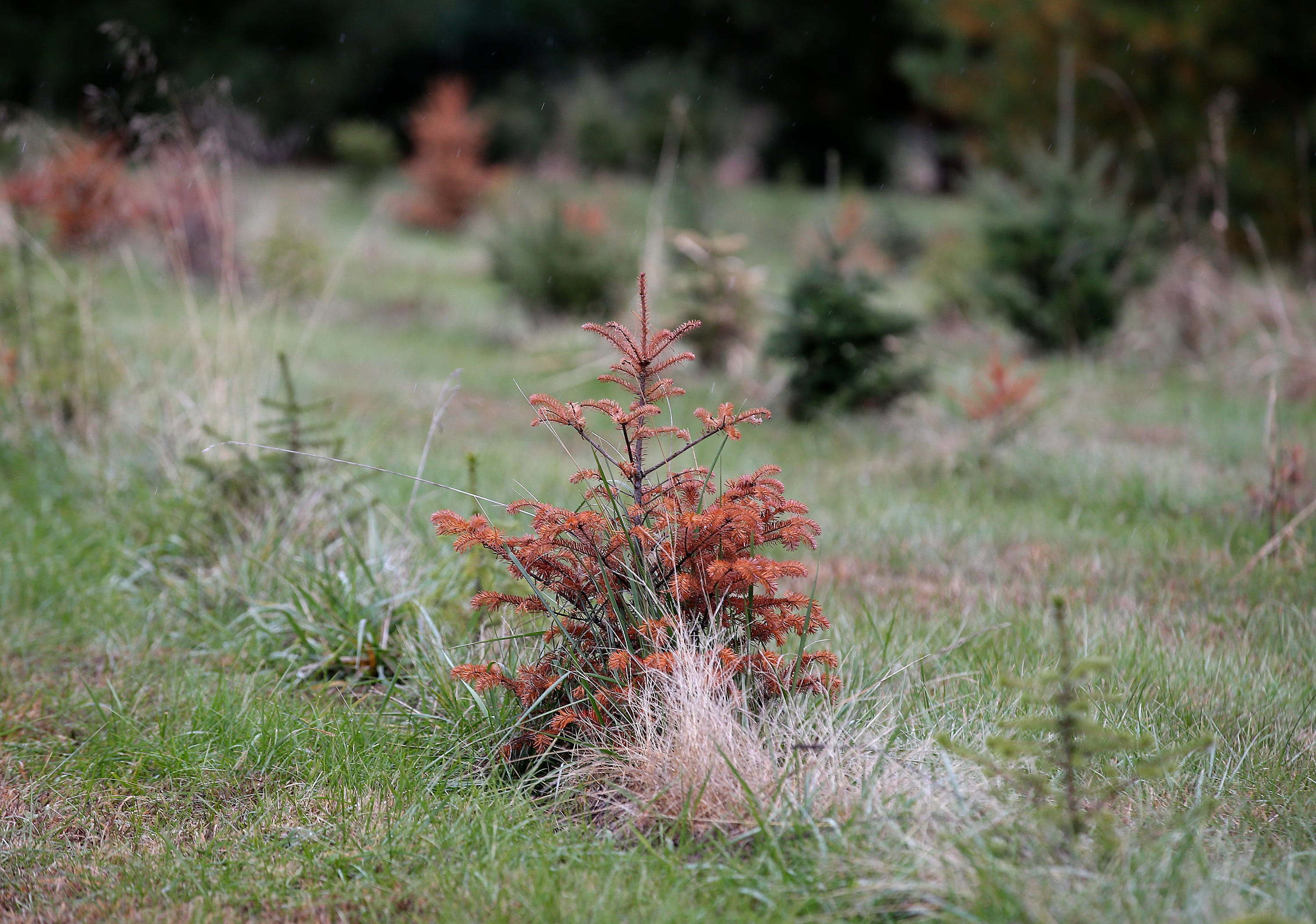 How Kentucky's drought has impacted Christmas tree growth