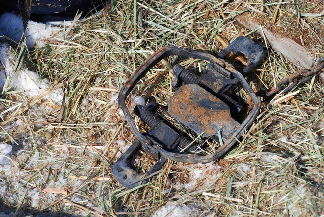 This Feb. 20, 2019, file photo, shows a foothold trap intended for bobcats, set by licensed trapper Tom Fisher, on the outskirts of Tierra Amarilla, N.M. In North Carolina, trappers after game like raccoons or coyotes may legally use foothold traps as long as they meet certain requirements. The traps can't have a spread larger than 7.5 inches, and the jaws must be smooth-edged and without teeth or spikes, according to the Wildlife Resource Commission's guide to legal trap types in North Carolina.