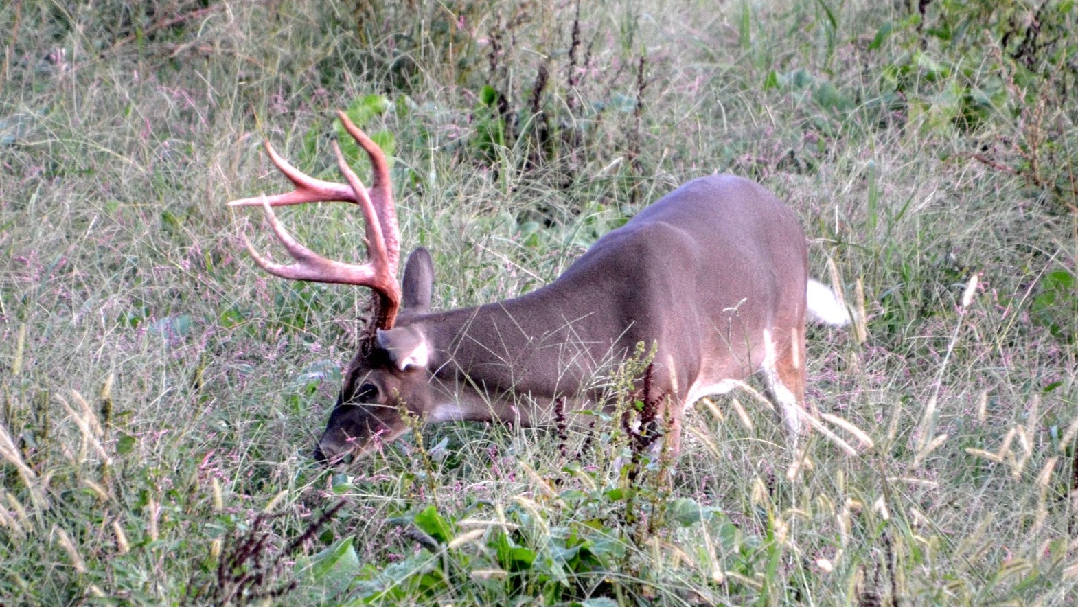 Pa. hunting Deer harvest best in 15 years, Game Commission says