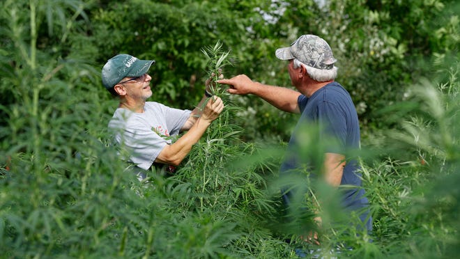 In this Aug. 21, 2019, photo, Jeff Dennings, left, and Dave Crabill, industrial hemp farmers, check plants at their farm in Clayton Township, Mich. The legalization of industrial hemp is spurring U.S. farmers into unfamiliar terrain, tempting them with profits amid turmoil in agriculture while proving to be a tricky endeavor in the early stages. Up for grabs is a lucrative market, one that could grow more than five-fold globally by 2025, driven by demand for cannabidiol. The compound does not cause a high like that of marijuana and is hyped as a health product to reduce anxiety, treat pain and promote sleep.