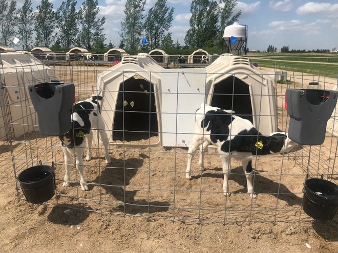 One way to pair calves is in adjacent hutches with shared fencing, as in a recent research study at the UW-Madison Blaine Dairy.