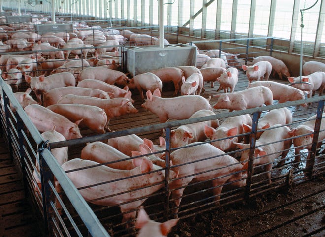 Healthy pigs euthanized as meatpacking backlog hits farms
