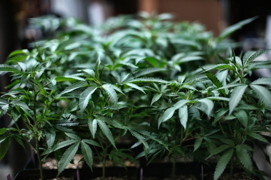In this Aug. 15, 2019 file photo marijuana grows at an indoor cannabis grow in Gardena, Calif.
