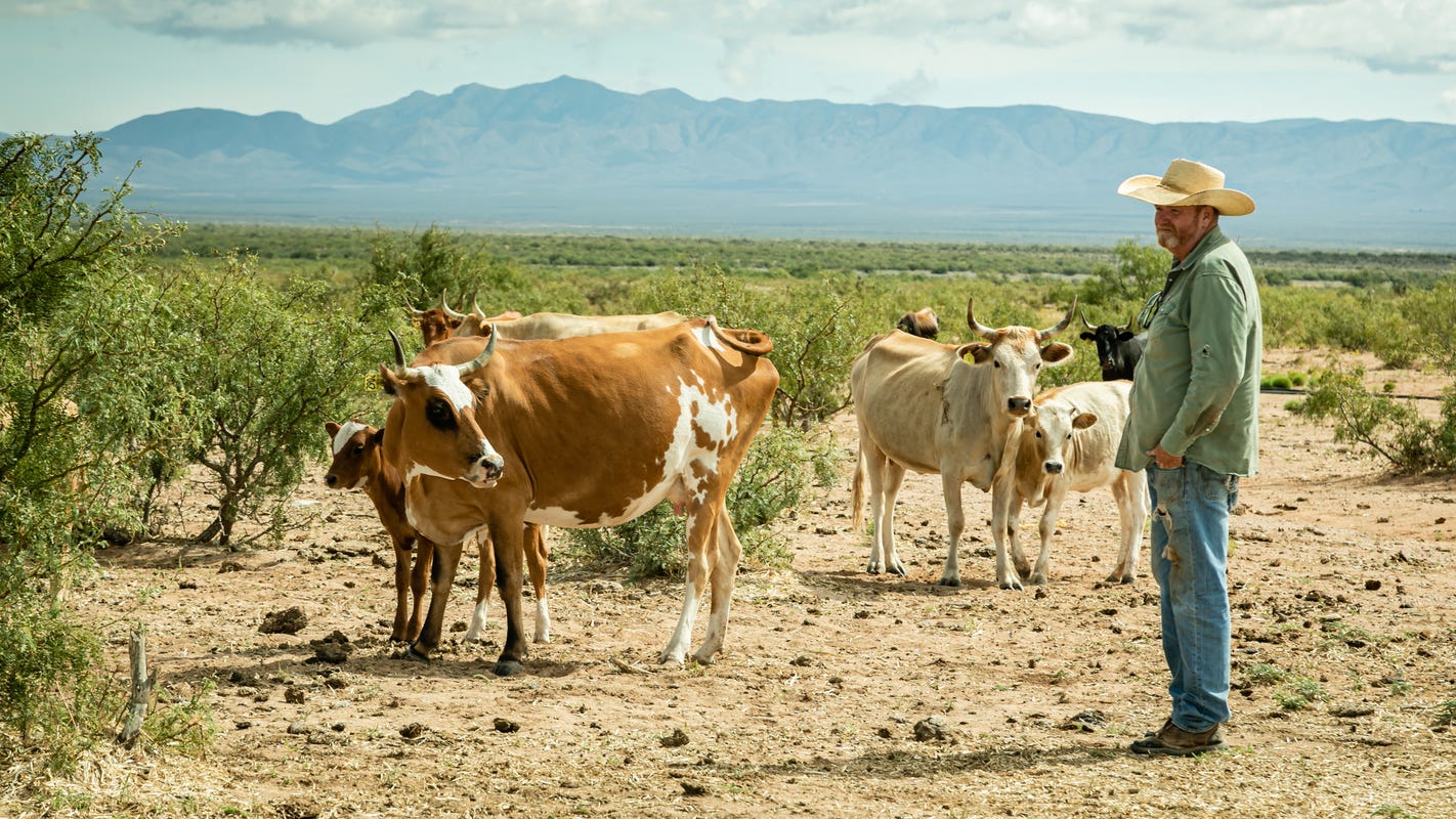 NMSU receives a grant to research sustainable beef production - Las Cruces Sun-News