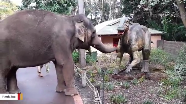 Elephants at the Perth Zoo interact with dinosaur 