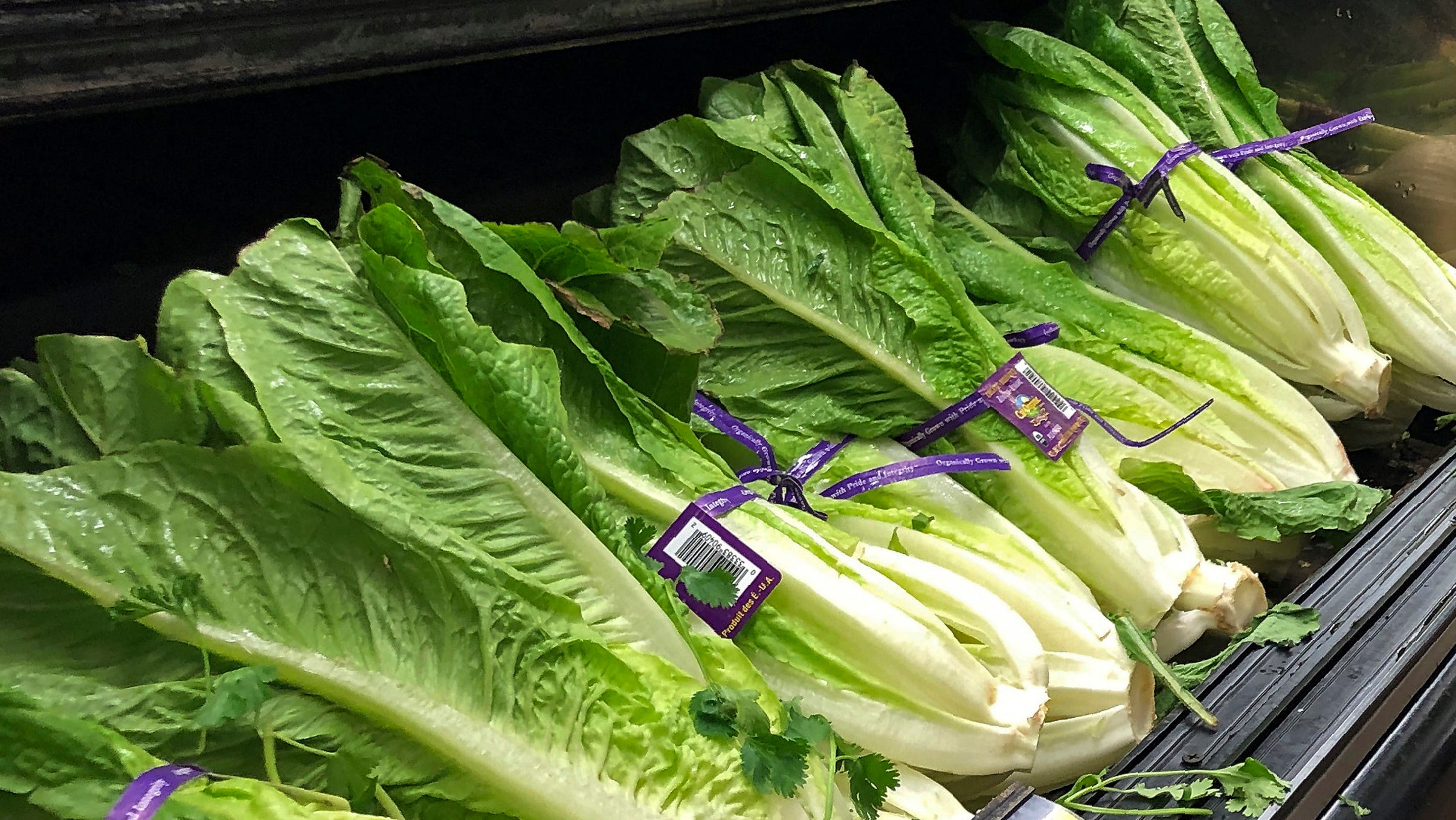 Salinas romaine lettuce E. coli outbreak: Romaine is hard to keep safe