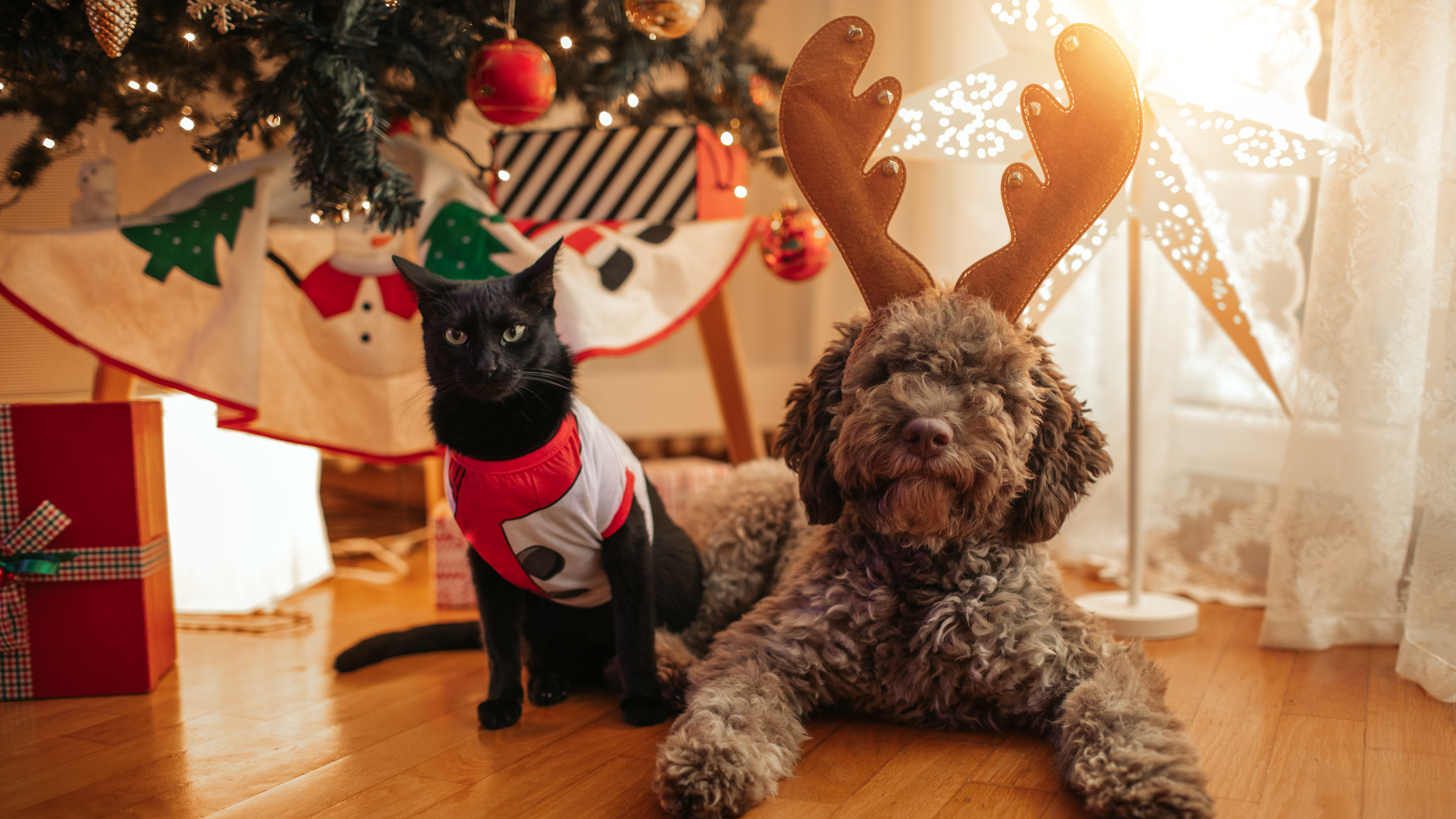 black friday dog toys