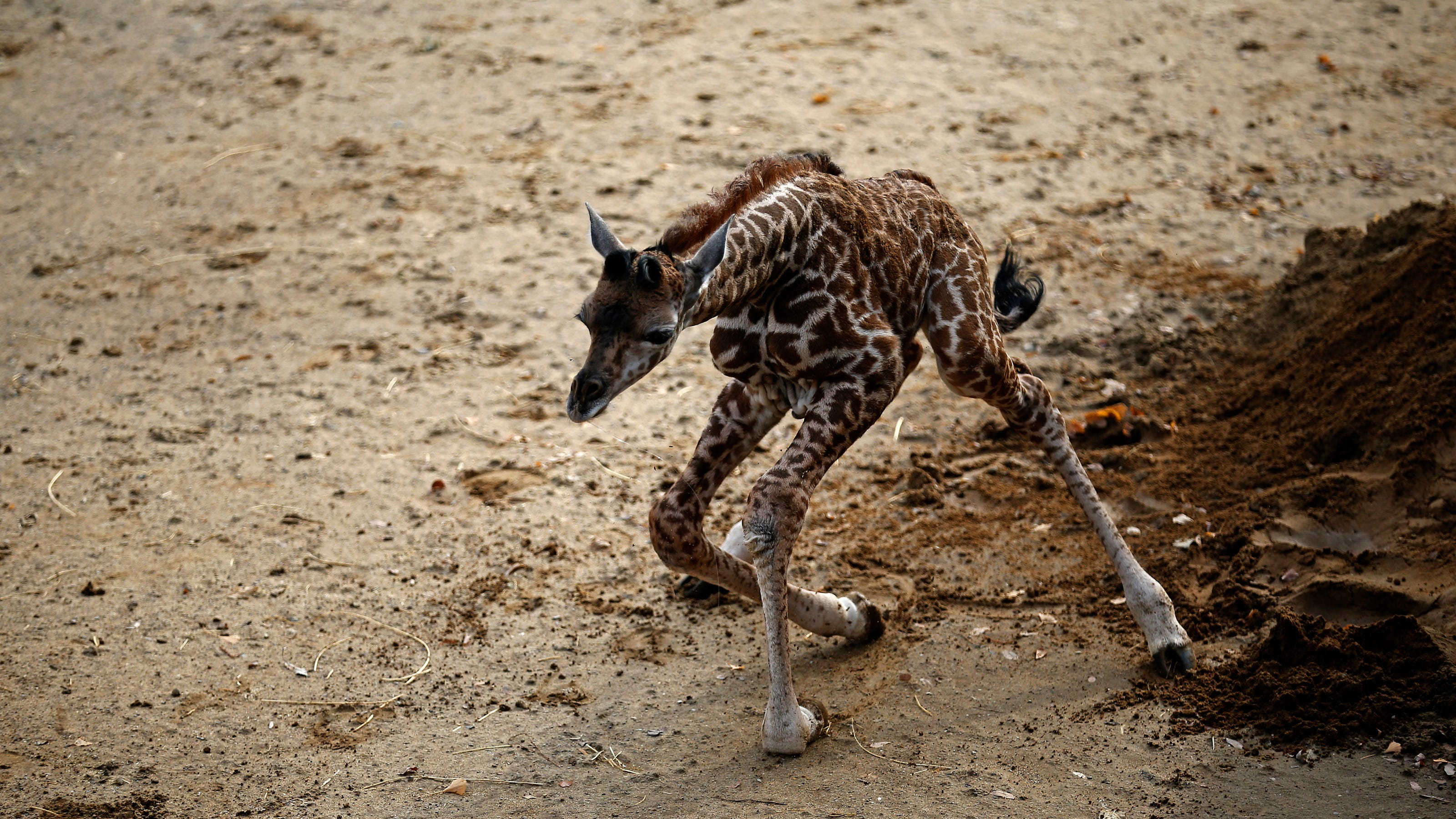 What S The Name Of The New Baby Giraffe At The Cincinnati Zoo What S The Name Of The New Baby Giraffe At The Cincinnati Zoo