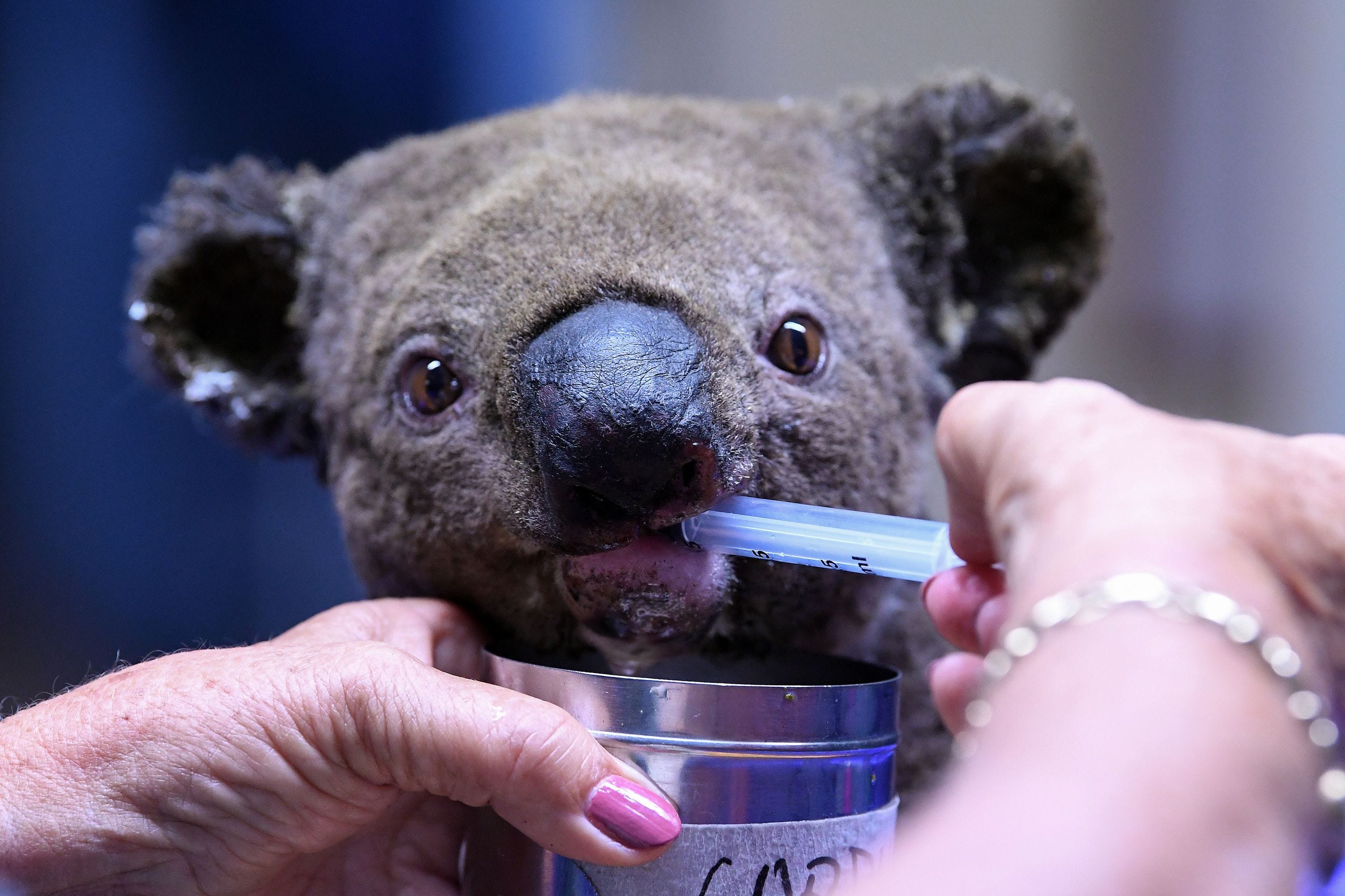 Lewis the koala dies from burn injuries in Australia fires: #RIPLewis