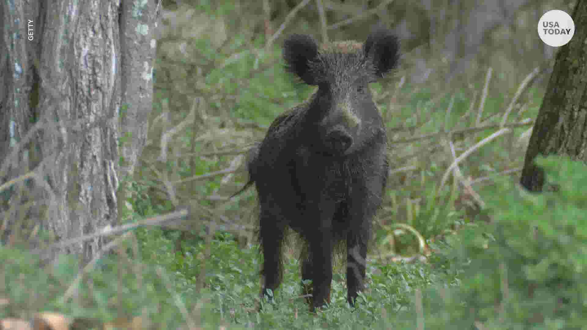 Woman attacked, killed by group of feral hogs outside Texas home