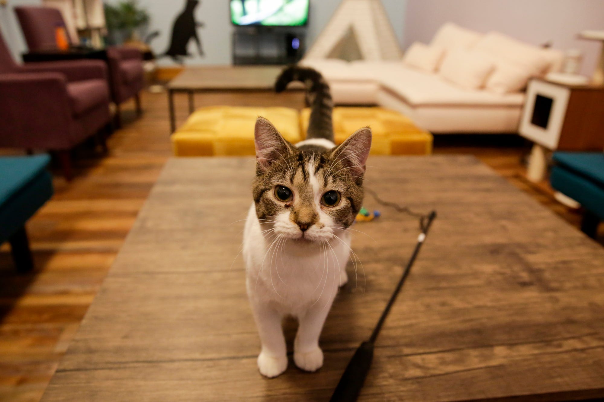 Lafayette's first cat cafe to open Saturday