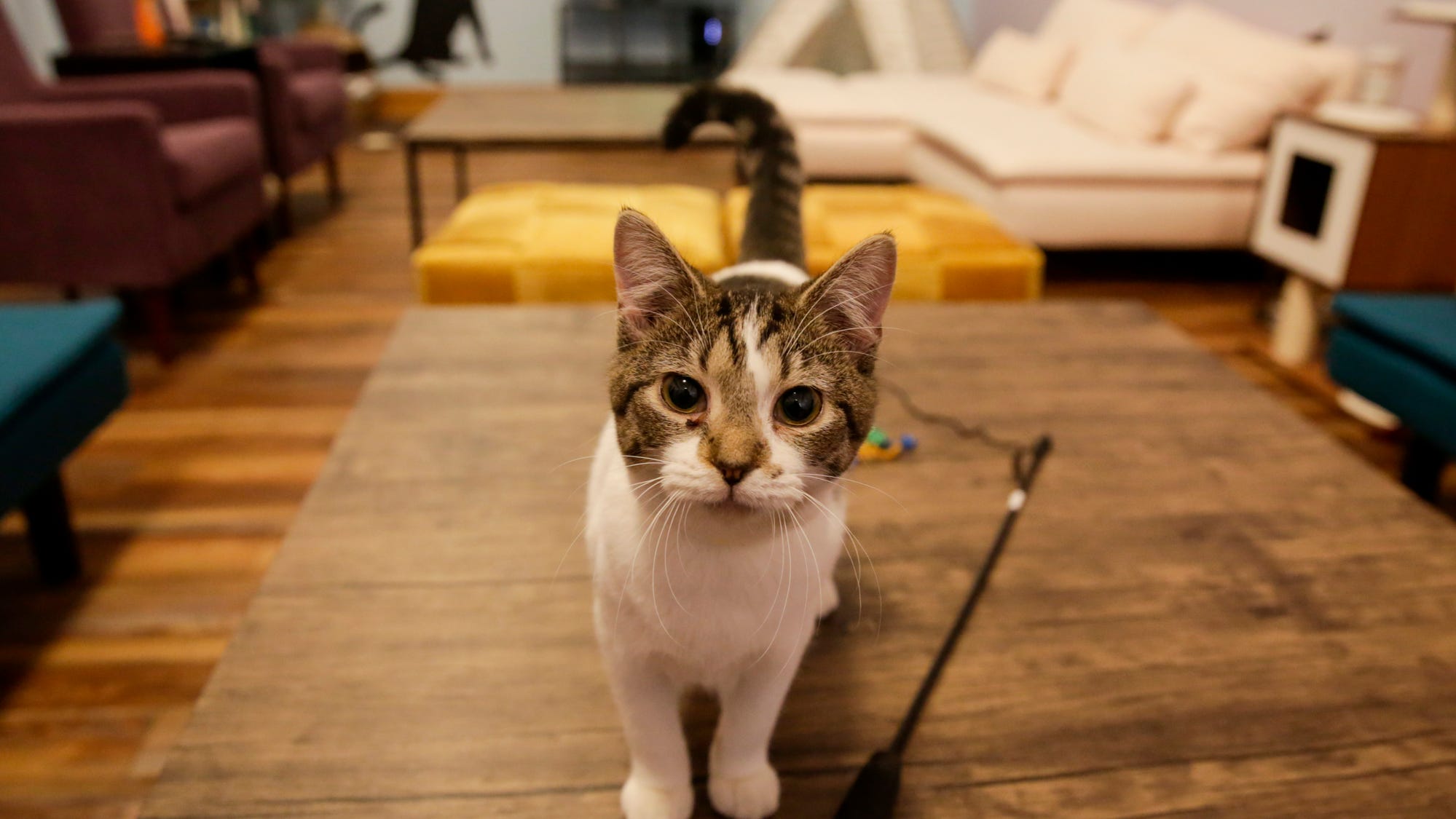 Lafayette s first cat  cafe  to open Saturday